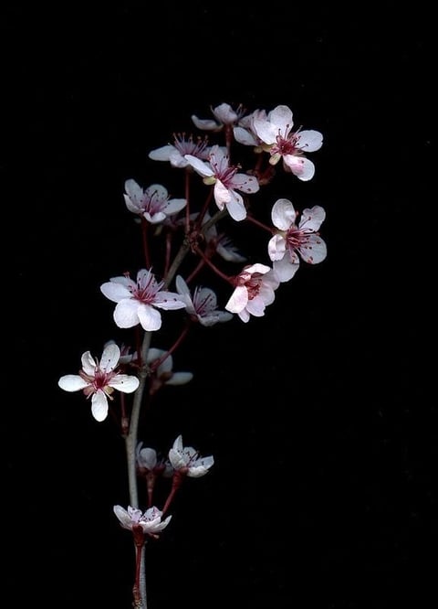 Delicate pink blossoms on dark red stem — botanical accent