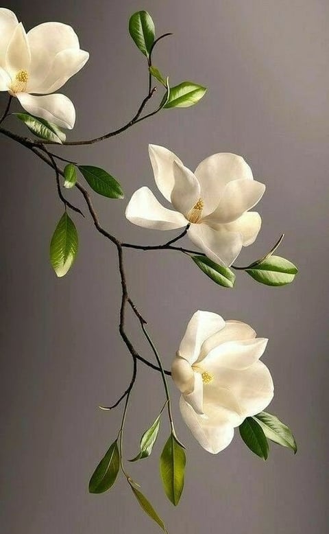White magnolia — botanical accent