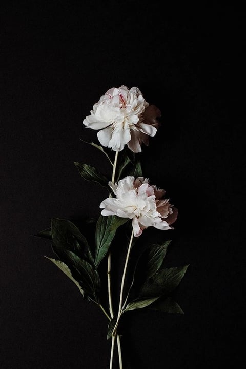 Pale pink carnations — botanical accent