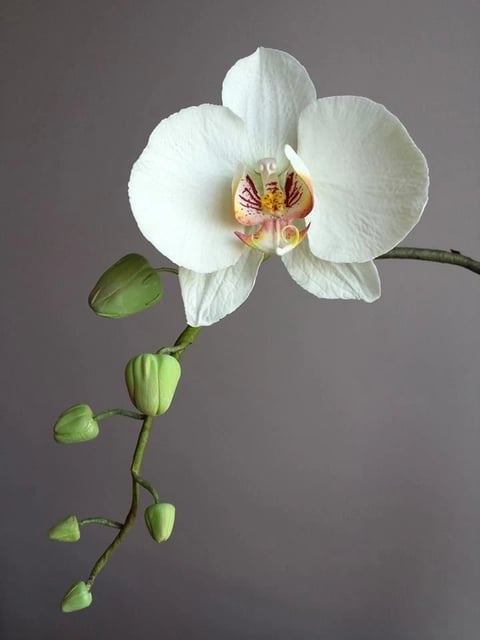 White orchid with yellow and red center — botanical accent
